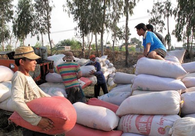 Farmers have begun to harvest winter-spring rice crop in Dong Thap Province (Photo: SGGP) Farmers have begun to harvest winter-spring rice crop in Dong Thap Province (Photo: SGGP)